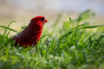 northern cardinal in the grass