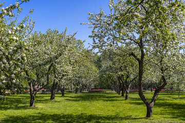 Blossoming apple orchard on sunny spring day. Emerald carpet of grass