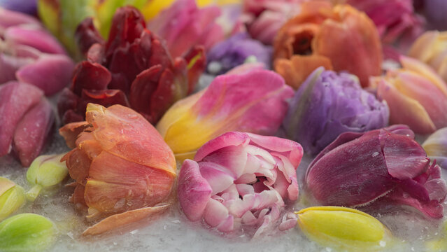 colorful frozen tulip flowers in ice water in abstract background