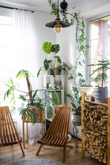Fototapeta na wymiar Tropical indoor plants in the interior room white loft in country house, wooden furniture, firewood for fireplace in sunlight. Houseplant Growing and caring for potted plant, green home in cottage