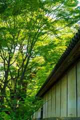 Fototapeta premium 新緑が美しい季節の二尊院の境内風景