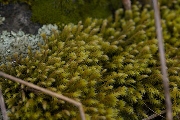 green moss photographed on a meadow
​