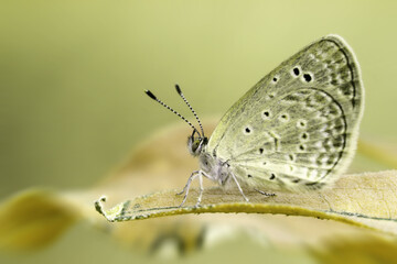 Butterflies land on leaves