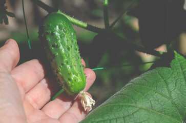 Organic Vegetables. Green organic cucumbers in farmer's hand.