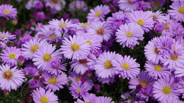 autumn aster flowering in the garden
