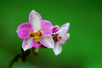 orchids are blooming