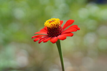 red poppy flower
