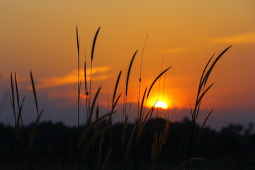 silhouette of weed grass against a sunset background