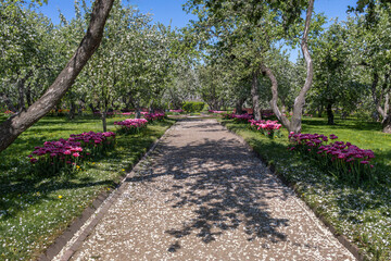 Apple and tulip blossoms in park on sunny spring afternoon. Road in Park