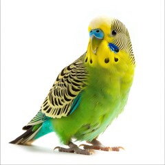 budgie on a white background, Exotic, Pet bird