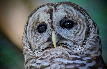 great horned owl