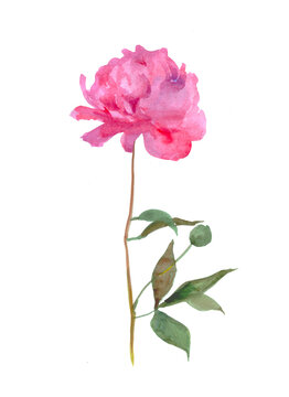 Watercolor hand drawn illustration of  Peony, pink flowers, floral, flower, watercolor illustration, bloom, blossom