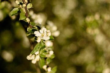 Flowers and buds of apple tree, blurred background, spring background