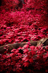 Colorful natural landscape, autumn forest, a broken tree lies, a lot of red red leaves, vertical...
