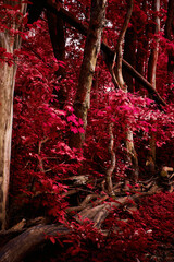Colorful natural landscape, autumn forest and lots of red red leaves, vertical image