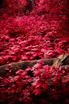 Colorful natural landscape, autumn forest, a broken tree lies, a lot of red red leaves, vertical image, toned