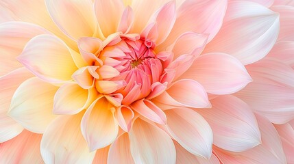 Fototapeta premium Dahlia petals macro. Chrysanthemum flower head. Floral abstract background. Illustration for banner, poster, cover, brochure or presentation.