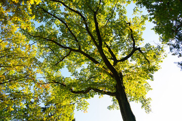 Crowns of green tree, blue sky, top from below