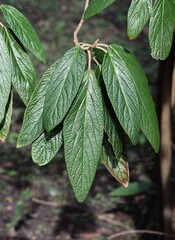 green big leaves of Viburnum Rhytidophyllum bush in park - 747467180