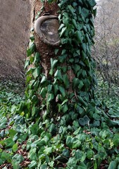 Climbing plant Hedera Colchica in park