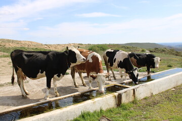cows grazing and drinking water in nature