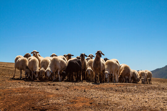 Ganado de ovejas de Lomo del Palo en el municipio de Gáldar en la isla de Gran Canaria, España