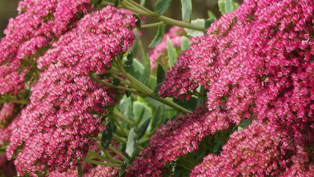 autumn flower  Sedum Herbstfreude flowering in the garden