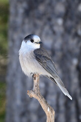 Gray Jay or Canada Jay Whisky Jack bird perched on a branch in the forest