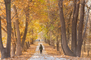 A wonderful walking path under poplar trees in autumn - obrazy, fototapety, plakaty