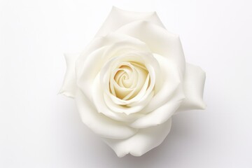 Isolated White Rose: Blossoming Beauty in Topview on a White Background with an Affectionate Aroma