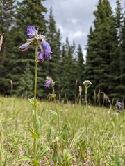 Obraz premium flowers in the forest