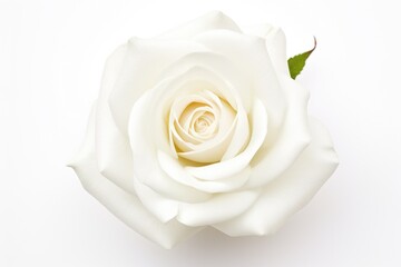 Top-View of Beautiful White Rose Blossom for an Affectionate Aroma - Isolated on White Background