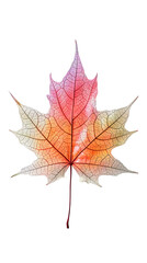 Red and Yellow Maple Leaf