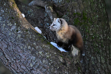Cute American Pine Marten climbing in a pine tree along the edge of a forest in Algonquin...