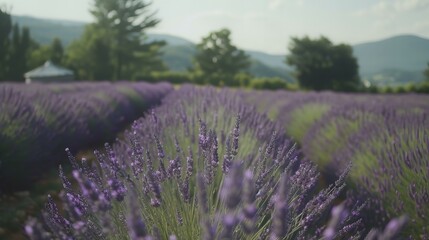 Lavender farm visit