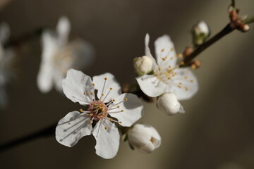 Blossom in spring. White flowers