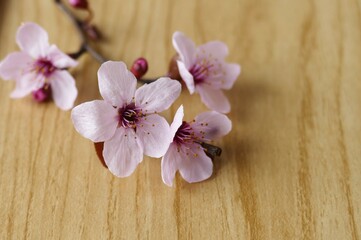 Pink spring flower on branch on wooden background