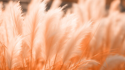 A macro view of soft peach apricot color flowing dry grass on windy sunny weather background. Beauty of nature concept