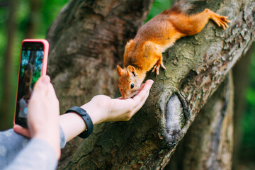A girl feeds nuts from her hand to a squirrel and films it on her phone. A squirrel sits on a tree...