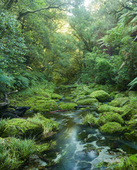 Fototapeta premium Regenwald, Omanawa Gorge, Bay of Plenty, Nordinsel, Neuseeland, Ozeanien