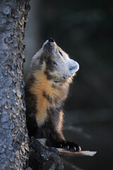 Cute American Pine Marten climbing in a pine tree along the edge of a forest in Algonquin...