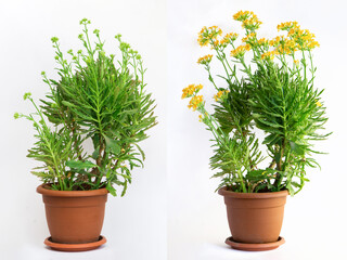 Laciniate kalanchoe herb plant flower in a pot before and after blooming. Plant with and without...