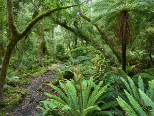 Regenwald am Weg zu den Korokoro Falls, Te Urewera Nationalpark, Hawke's Bay, Nordinsel, Neuseeland, Ozeanien