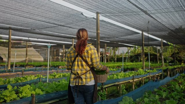 african american family farmer harvesting vegetables from organic farm at greenhouse.Food sustainability,Hydroponics,Organic fresh harvested vegetables,organic vegetable garden,Sustainable agriculture