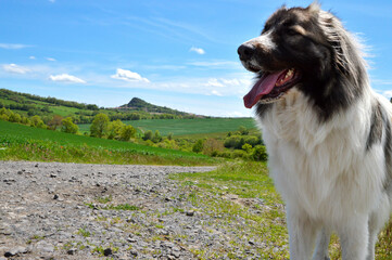 Beautiful Pyrenean Mountain Dog in the verdant countryside landscape, this is a sheepdog breed.