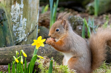 squirrel in the park eating a nut in spring with daffodils