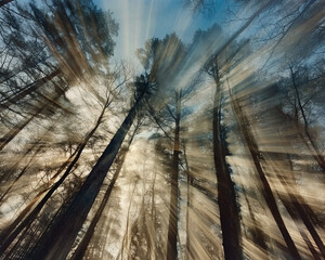 light filtering through mist and trees in a national forest