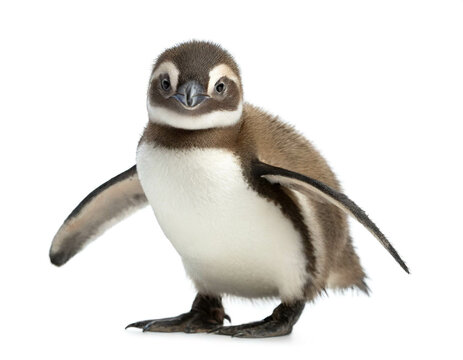Pinguin baby stehend isoliert auf wei&szlig;en Hintergrund, Freisteller