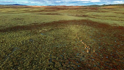 Herd of guanacos running through the meadow