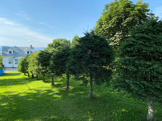 Row of trees in the park. Forest path leading to a house in the distance.